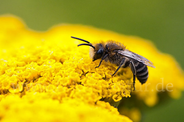 Seidenbiene spec. (Colletes spec)