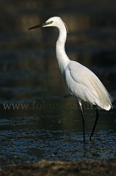 Seidenreiher (Egretta garzetta)