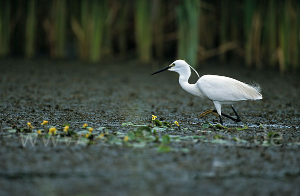 Seidenreiher (Egretta garzetta)