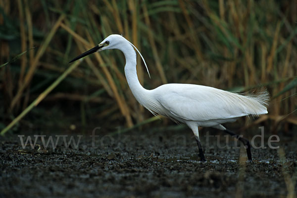 Seidenreiher (Egretta garzetta)