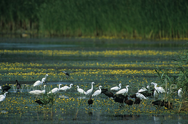 Seidenreiher (Egretta garzetta)