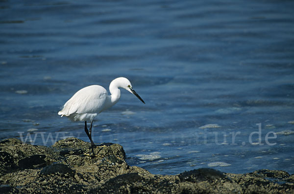 Seidenreiher (Egretta garzetta)