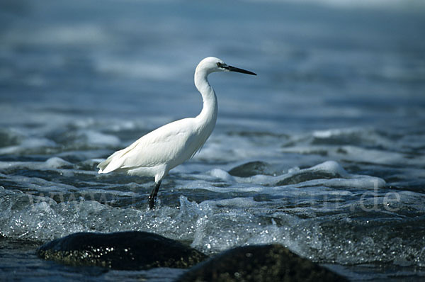 Seidenreiher (Egretta garzetta)