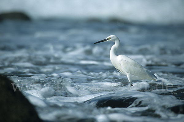 Seidenreiher (Egretta garzetta)