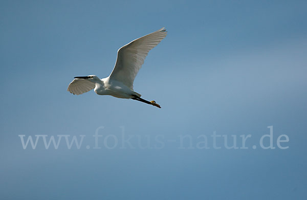 Seidenreiher (Egretta garzetta)