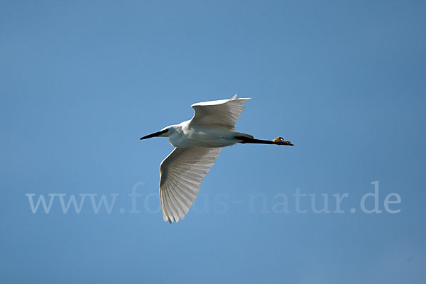 Seidenreiher (Egretta garzetta)