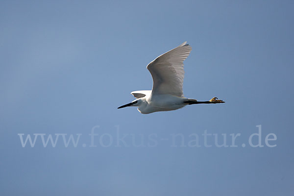 Seidenreiher (Egretta garzetta)