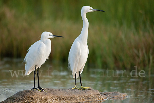 Seidenreiher (Egretta garzetta)