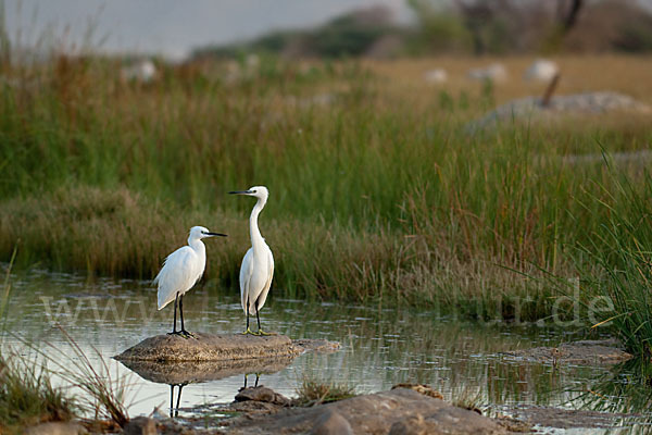 Seidenreiher (Egretta garzetta)