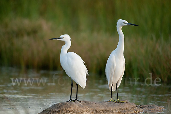 Seidenreiher (Egretta garzetta)