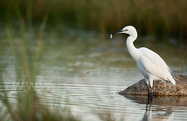 Seidenreiher (Egretta garzetta)