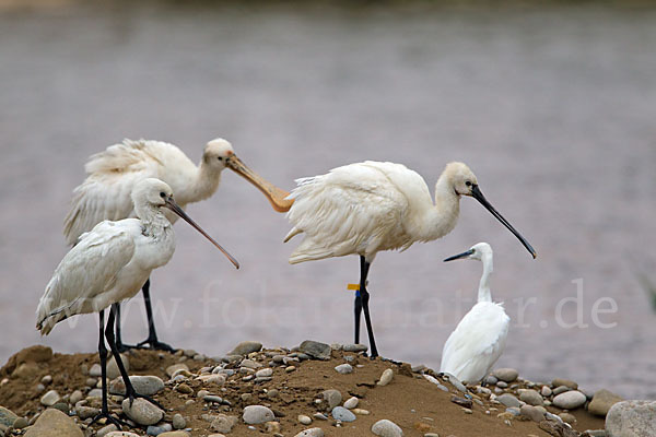 Seidenreiher (Egretta garzetta)