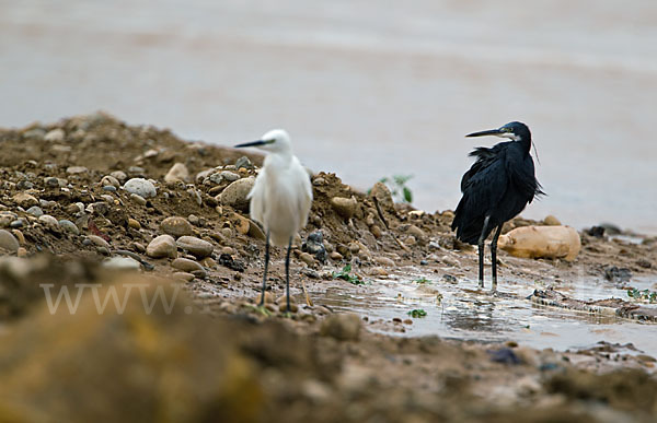 Seidenreiher (Egretta garzetta)