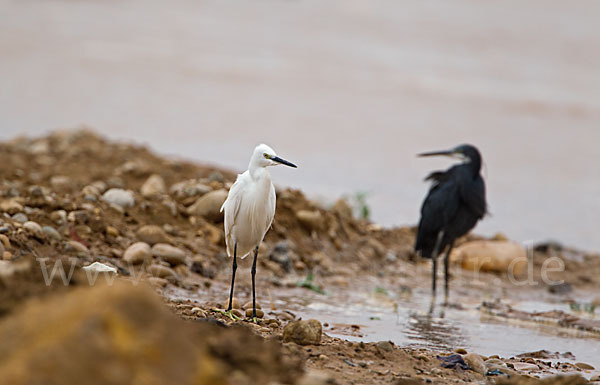 Seidenreiher (Egretta garzetta)