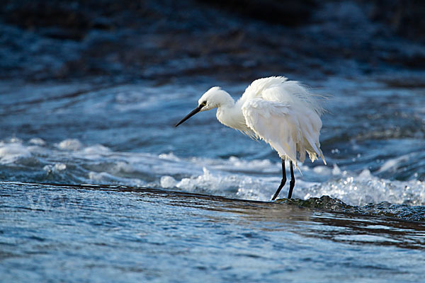 Seidenreiher (Egretta garzetta)