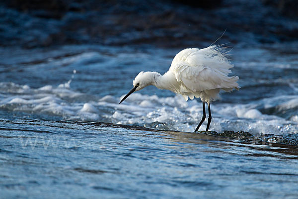 Seidenreiher (Egretta garzetta)