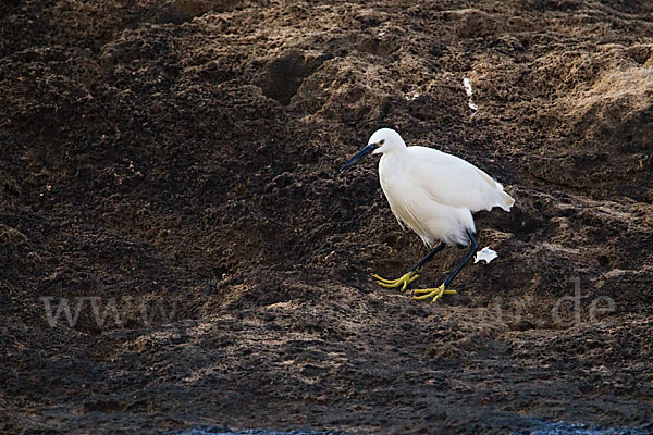 Seidenreiher (Egretta garzetta)