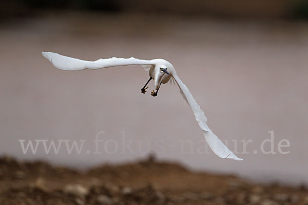 Seidenreiher (Egretta garzetta)