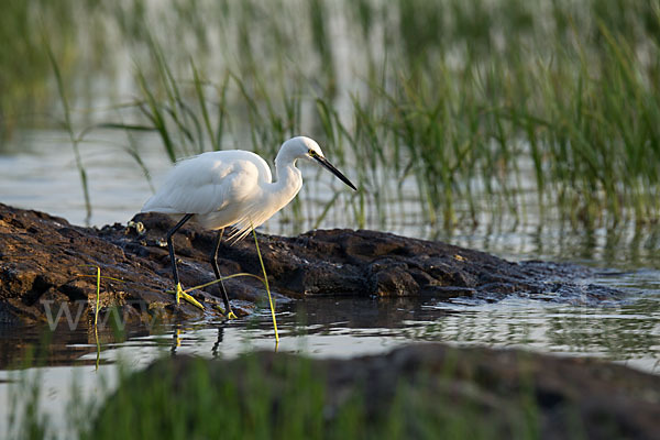 Seidenreiher (Egretta garzetta)