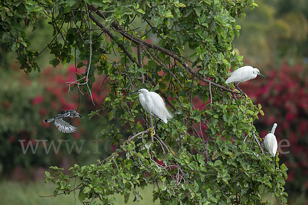 Seidenreiher (Egretta garzetta)