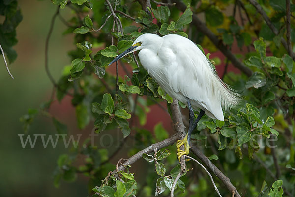 Seidenreiher (Egretta garzetta)