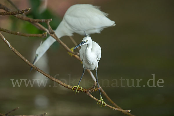 Seidenreiher (Egretta garzetta)