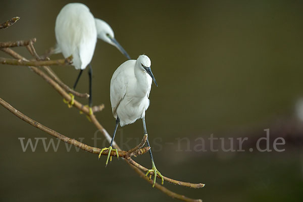 Seidenreiher (Egretta garzetta)