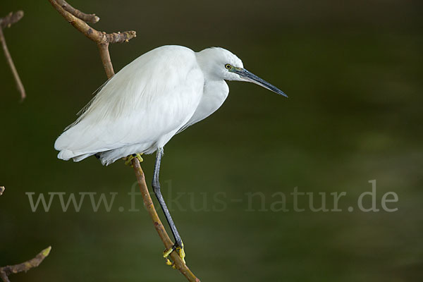 Seidenreiher (Egretta garzetta)