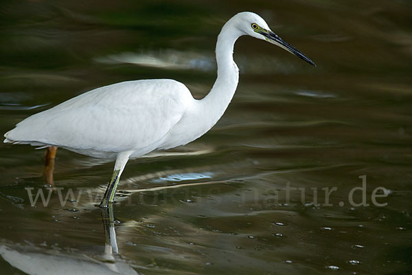 Seidenreiher (Egretta garzetta)