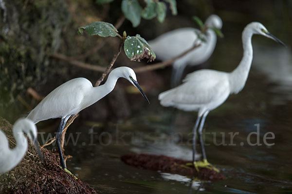 Seidenreiher (Egretta garzetta)