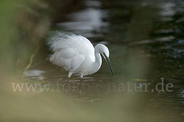 Seidenreiher (Egretta garzetta)