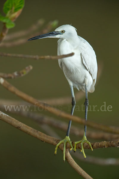 Seidenreiher (Egretta garzetta)