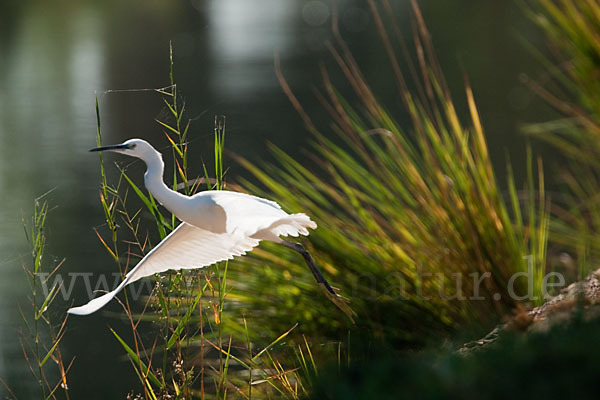 Seidenreiher (Egretta garzetta)