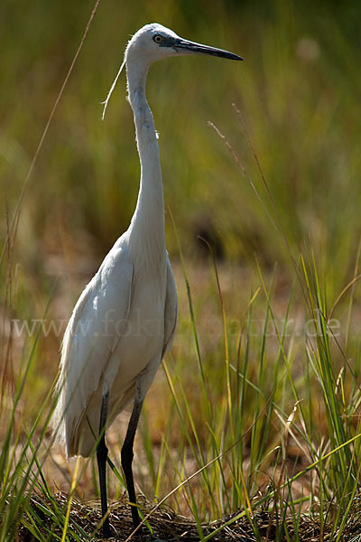 Seidenreiher (Egretta garzetta)