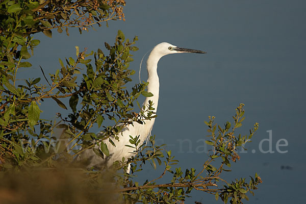 Seidenreiher (Egretta garzetta)