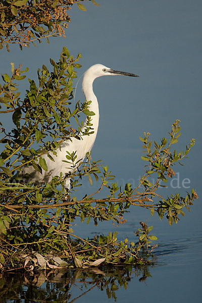 Seidenreiher (Egretta garzetta)