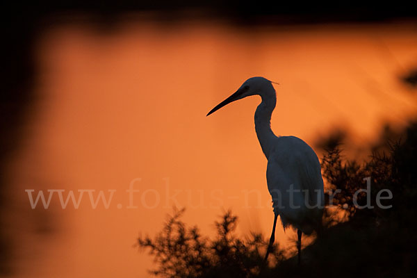 Seidenreiher (Egretta garzetta)