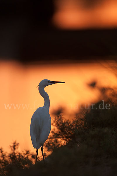 Seidenreiher (Egretta garzetta)