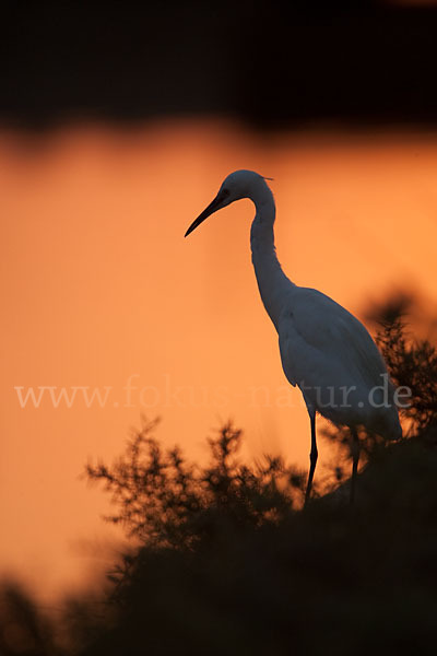 Seidenreiher (Egretta garzetta)