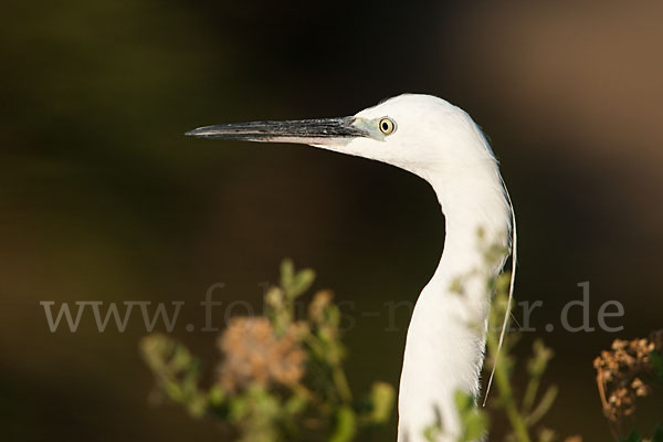 Seidenreiher (Egretta garzetta)