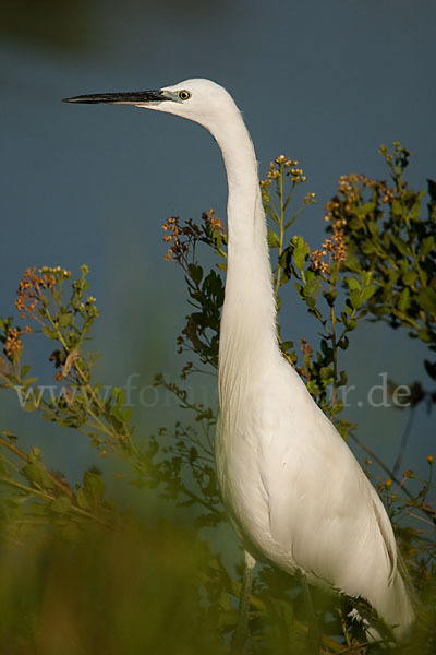 Seidenreiher (Egretta garzetta)