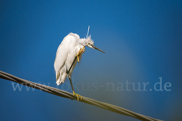 Seidenreiher (Egretta garzetta)