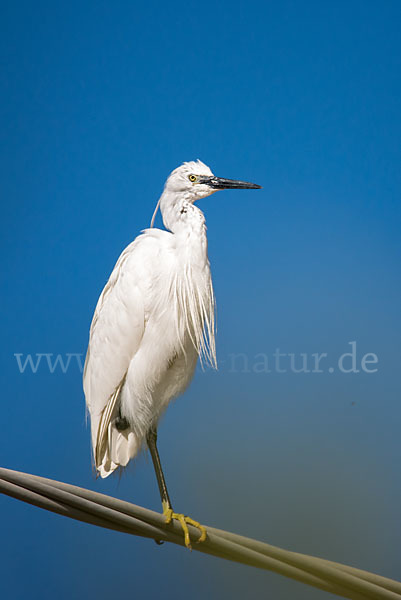 Seidenreiher (Egretta garzetta)