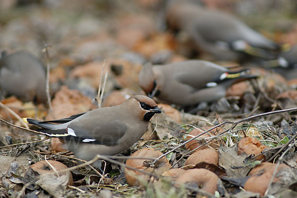 Seidenschwanz (Bombycilla garrulus)