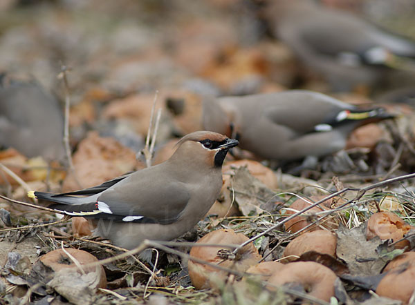 Seidenschwanz (Bombycilla garrulus)