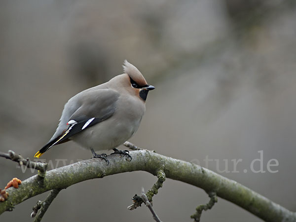 Seidenschwanz (Bombycilla garrulus)