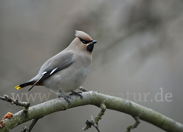 Seidenschwanz (Bombycilla garrulus)