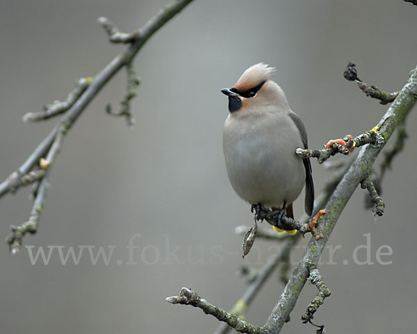 Seidenschwanz (Bombycilla garrulus)