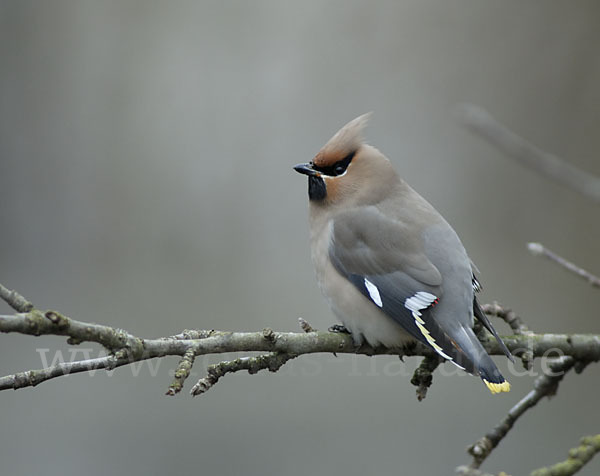 Seidenschwanz (Bombycilla garrulus)