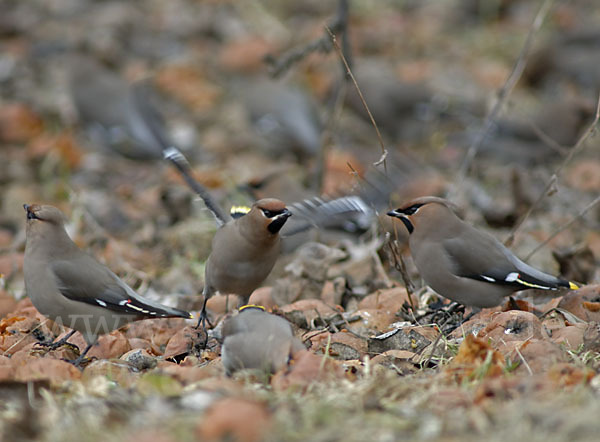 Seidenschwanz (Bombycilla garrulus)